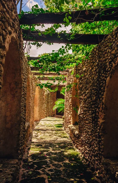 Planten in tropische tuin. uitzicht op de weelderige groene vegetatie en palm bomen die groeien in de bergen in de Dominicaanse Republiek — Stockfoto