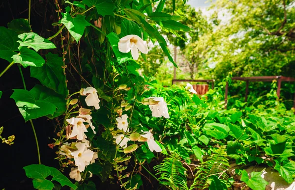 Растения в тропическом саду. Вид на пышную зелень и пальмы, растущие в горах Доминиканской Республики — стоковое фото