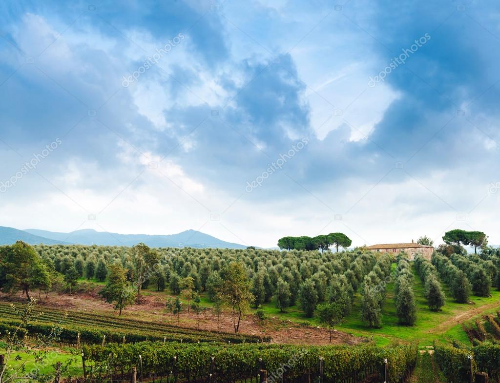 Idyllic Tuscan rural  landscape  with olives trees, Vall dOrcia Italy, Europe. Olive trees in a row. Plantation and cloudy sky