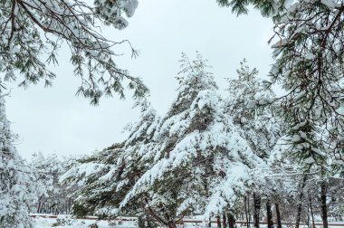 Gün batımında karla kaplı ağaç dalı. Kış arka plan. Noel ve yeni yıl ağacı