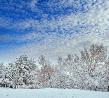 Gün batımında karla kaplı ağaç dalı. Kış arka plan. Noel ve yeni yıl ağacı
