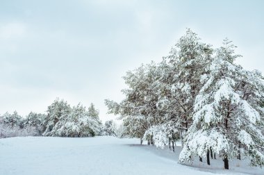 Karla kaplı orman yolu, kış manzarası. Kış soğuk ve karlı yol mavi herdem yeşil ve gri bulutlu gökyüzü. Noel ve yeni yıl ağacı.