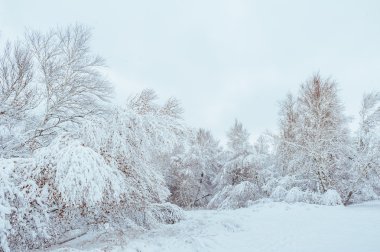 Yeni yıl ağacı kış orman içinde. Ağaçlar güzel kış manzarası kar ile kaplı. Ağaçlar hoarfrost ve kar ile kaplı. Güzel kış manzara orman. Günbatımı