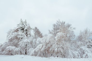 Yeni yıl ağacı kış orman içinde. Ağaçlar güzel kış manzarası kar ile kaplı. Ağaçlar hoarfrost ve kar ile kaplı. Güzel kış manzara orman. Günbatımı