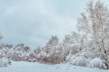 Yeni yıl ağacı kış orman içinde. Ağaçlar güzel kış manzarası kar ile kaplı. Ağaçlar hoarfrost ve kar ile kaplı. Güzel kış manzara orman. Günbatımı