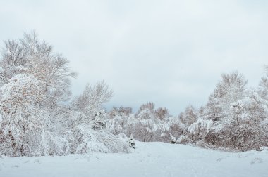 Yeni yıl ağacı kış orman içinde. Ağaçlar güzel kış manzarası kar ile kaplı. Ağaçlar hoarfrost ve kar ile kaplı. Güzel kış manzara orman. Günbatımı