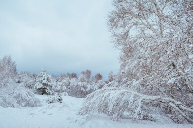 Yeni yıl ağacı kış orman içinde. Ağaçlar güzel kış manzarası kar ile kaplı. Ağaçlar hoarfrost ve kar ile kaplı. Güzel kış manzarası. Karla kaplı ağaç dalı. Kış arka plan.