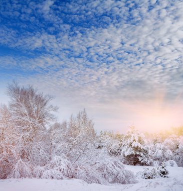 Yeni yıl ağacı kış orman içinde. Ağaçlar güzel kış manzarası kar ile kaplı. Ağaçlar hoarfrost ve kar ile kaplı. Güzel kış manzara orman.