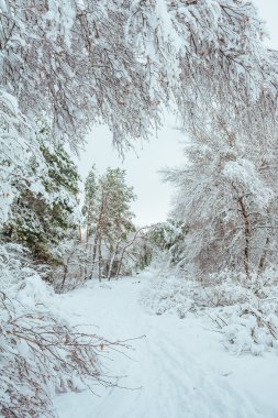 Yeni yıl ağacı kış orman içinde. Ağaçlar güzel kış manzarası kar ile kaplı. Ağaçlar hoarfrost ve kar ile kaplı. Güzel kış manzara orman.