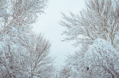 Yeni yıl ağacı kış orman içinde. Ağaçlar güzel kış manzarası kar ile kaplı. Ağaçlar hoarfrost ve kar ile kaplı. Güzel kış manzara orman.