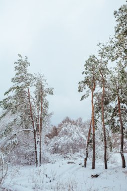 Yeni yıl ağacı kış orman içinde. Ağaçlar güzel kış manzarası kar ile kaplı. Ağaçlar hoarfrost ve kar ile kaplı. Güzel kış manzara orman.
