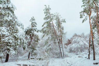 Yeni yıl ağacı kış orman içinde. Ağaçlar güzel kış manzarası kar ile kaplı. Ağaçlar hoarfrost ve kar ile kaplı. Güzel kış manzara orman.