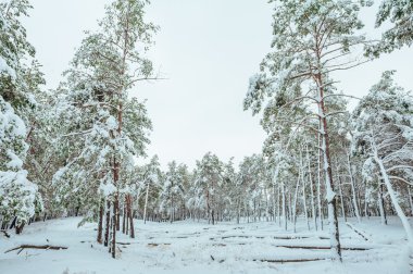 Yeni yıl ağacı kış orman içinde. Ağaçlar güzel kış manzarası kar ile kaplı. Ağaçlar hoarfrost ve kar ile kaplı. Güzel kış manzara orman.
