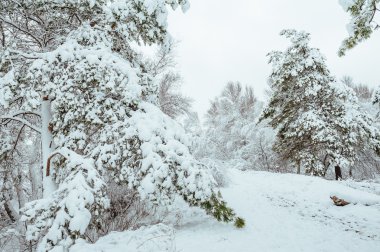 Yeni yıl ağacı kış orman içinde. Ağaçlar güzel kış manzarası kar ile kaplı. Ağaçlar hoarfrost ve kar ile kaplı. Güzel kış manzarası. Karla kaplı ağaç dalı. Kış arka plan