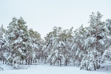 Yeni yıl ağacı kış orman içinde. Ağaçlar güzel kış manzarası kar ile kaplı. Ağaçlar hoarfrost ve kar ile kaplı. Güzel kış manzarası. Karla kaplı ağaç dalı. Kış arka plan