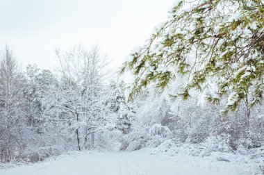 Yeni yıl ağacı kış orman içinde. Ağaçlar güzel kış manzarası kar ile kaplı. Ağaçlar hoarfrost ve kar ile kaplı. Güzel kış manzarası. Karla kaplı ağaç dalı.