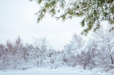 Yeni yıl ağacı kış orman içinde. Ağaçlar güzel kış manzarası kar ile kaplı. Ağaçlar hoarfrost ve kar ile kaplı. Güzel kış manzarası. Karla kaplı ağaç dalı.