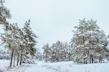 Yeni yıl ağacı kış orman içinde. Ağaçlar güzel kış manzarası kar ile kaplı. Ağaçlar hoarfrost ve kar ile kaplı. Güzel kış manzarası. Karla kaplı ağaç dalı.