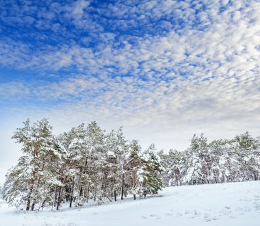 Yeni yıl ağacı kış orman içinde. Ağaçlar güzel kış manzarası kar ile kaplı. Ağaçlar hoarfrost ve kar ile kaplı. Güzel kış manzarası. Karla kaplı ağaç dalı.