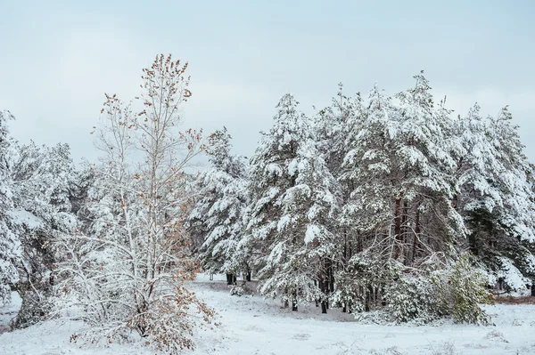 Snötäckta trädgren vid solnedgången. Vinter bakgrund. Jul och nyår träd — Stockfoto