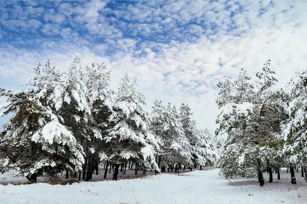 Ramo de árvore coberto de neve ao pôr-do-sol. Fundo de inverno. Árvore de Natal e Ano Novo — Fotografia de Stock