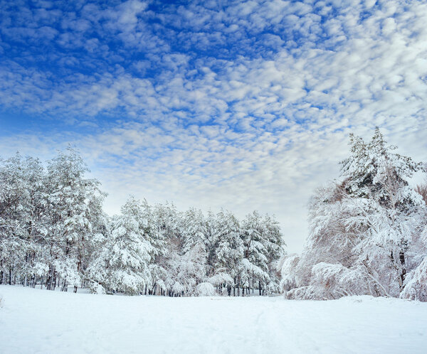 New Year tree in winter forest. Beautiful winter landscape with snow covered trees. Trees covered with hoarfrost and snow. But