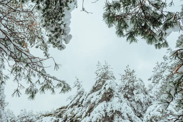 冰雪覆盖的树分支在日落时。冬天背景。圣诞节和新年树 — 图库照片