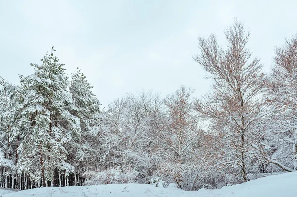 Snow-covered tree branch at sunset. Winter background. Christmas and New Year Tree — Stock Photo, Image