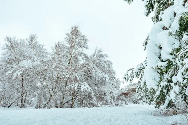 冰雪覆盖的树分支在日落时。冬天背景。圣诞节和新年树 — 图库照片