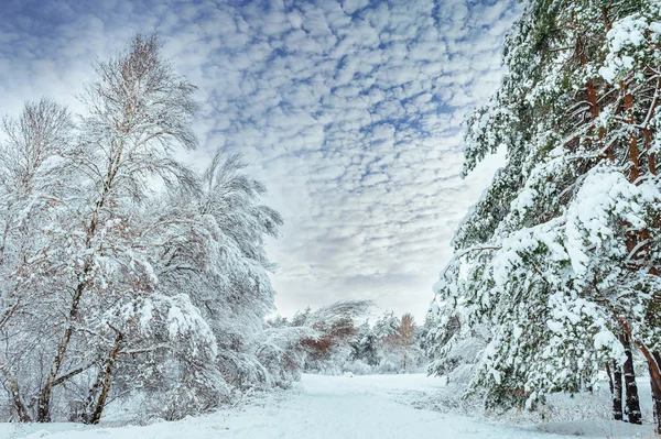 Ліс, Сніг накривав дорогу, зимовий пейзаж. Холодні та сніжні зими дорогу з синім Вічнозелені рослини і сірий затьмарені неба. Різдво і новий рік дерев. — стокове фото