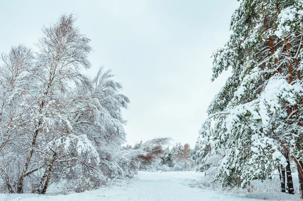 Verschneite Waldstraße, Winterlandschaft. kalte und verschneite Winterstraße mit blauen Evergreens und grauem bewölkten Himmel. Weihnachts- und Neujahrsbaum. — Stockfoto