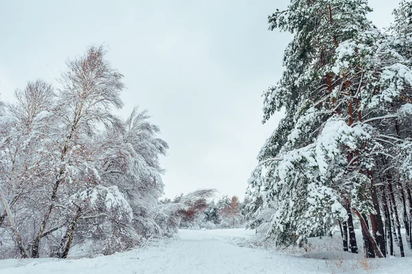 Verschneite Waldstraße, Winterlandschaft. kalte und verschneite Winterstraße mit blauen Evergreens und grauem bewölkten Himmel. Weihnachts- und Neujahrsbaum. — Stockfoto