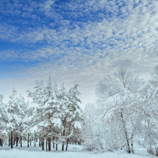 白雪覆盖的森林道路，冬季景观。寒冷和多雪的冬季道路蓝色常青树和灰色乌云密布的天空。圣诞节和新年树. — 图库照片