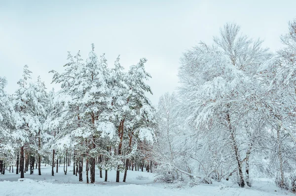 Zasněžené lesní cesta, Zimní krajina. Chladné a zasněžené zimy silnice s modrým jehličnany a šedé zakalené nebe. Vánoce a nový rok strom. — Stock fotografie