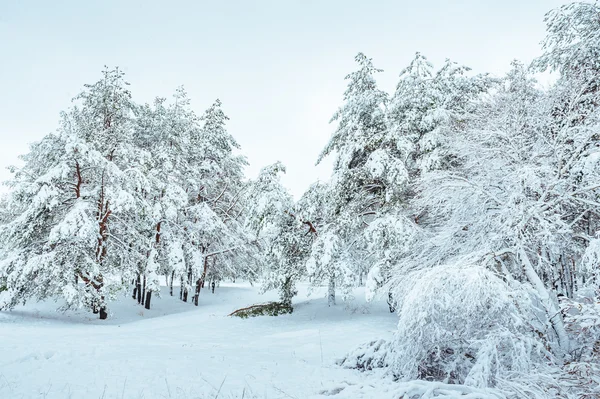 Camino forestal cubierto de nieve, paisaje invernal. Camino de invierno frío y nevado con siempreverdes azules y cielos nublados grises. Árbol de Navidad y Año Nuevo . — Foto de Stock