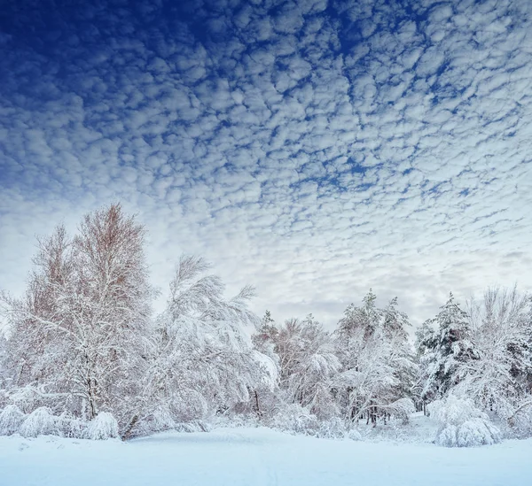 Ліс, Сніг накривав дорогу, зимовий пейзаж. Холодні та сніжні зими дорогу з синім Вічнозелені рослини і сірий затьмарені неба. Різдво і новий рік дерев. — стокове фото