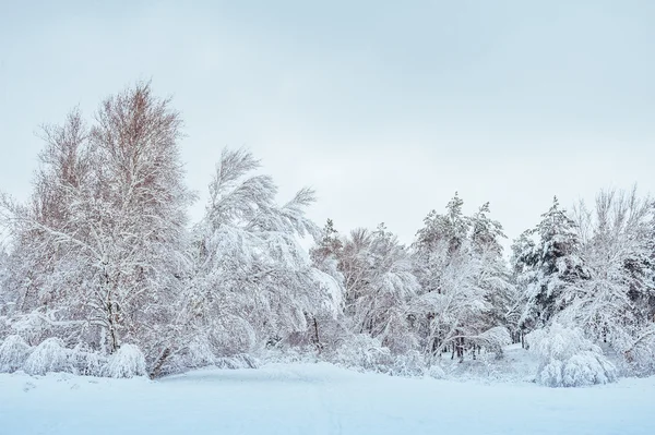 白雪覆盖的森林道路，冬季景观。寒冷和多雪的冬季道路蓝色常青树和灰色乌云密布的天空。圣诞节和新年树. — 图库照片