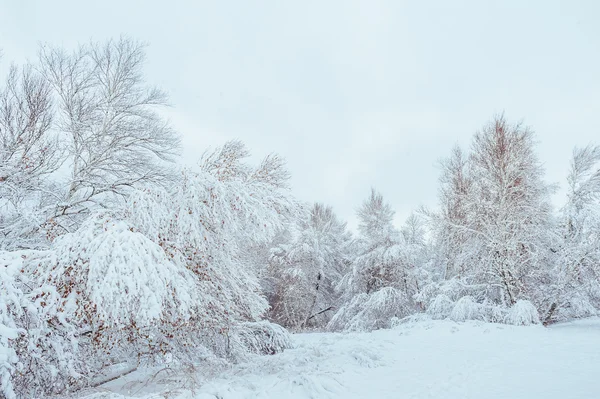 新的一年中冬季森林树。美丽的冬天景观与雪覆盖树木。树木覆盖着霜和雪。美丽的冬天景观在森林里。日落 — 图库照片