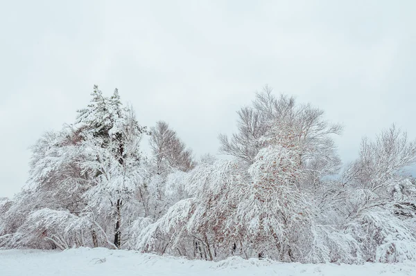 Árbol de Año Nuevo en el bosque de invierno. Hermoso paisaje de invierno con árboles cubiertos de nieve. Árboles cubiertos de heladas y nieve. Hermoso paisaje de invierno en el bosque. Puesta de sol —  Fotos de Stock