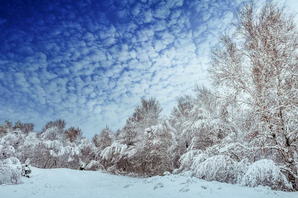 Новорічна ялинка в зимовому лісі. Гарні зимовий пейзаж зі снігом покриті дерев. Дерева покриті іній і снігу. Гарні зимовий пейзаж в лісі. Захід сонця — стокове фото