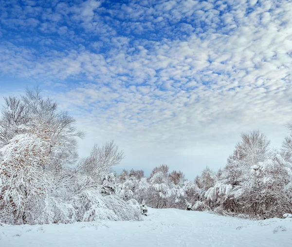 新的一年中冬季森林树。美丽的冬天景观与雪覆盖树木。树木覆盖着霜和雪。美丽的冬天景观在森林里。日落 — 图库照片
