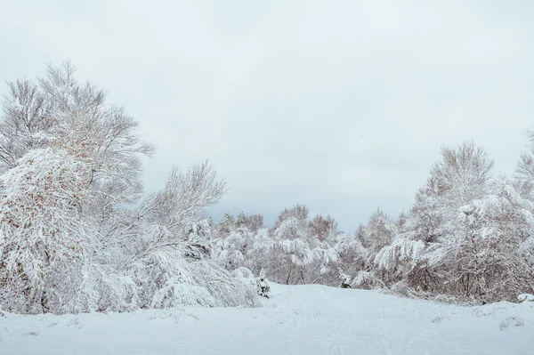 Nowy rok drzewa w lesie, zimą. Piękny zimowy krajobraz ze śniegiem pokryte drzewami. Drzewa pokryte szron i śniegu. Piękny zimowy krajobraz w lesie. Zachód słońca — Zdjęcie stockowe