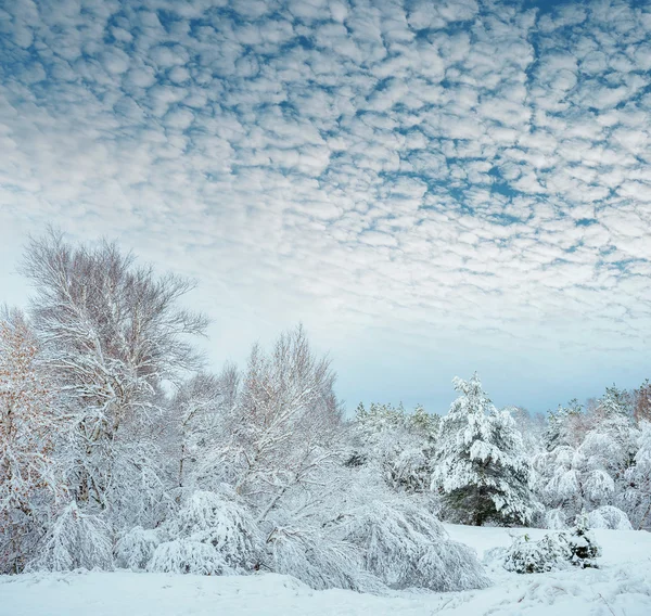 Новорічна ялинка в зимовому лісі. Прекрасний зимовий пейзаж із засніженими деревами. Дерева покриті морозом і снігом. Красивий зимовий пейзаж в лісі . — стокове фото