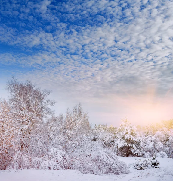Albero di Capodanno nella foresta invernale. Bellissimo paesaggio invernale con alberi innevati. Alberi coperti di gelo e neve. Bellissimo paesaggio invernale nella foresta . — Foto Stock