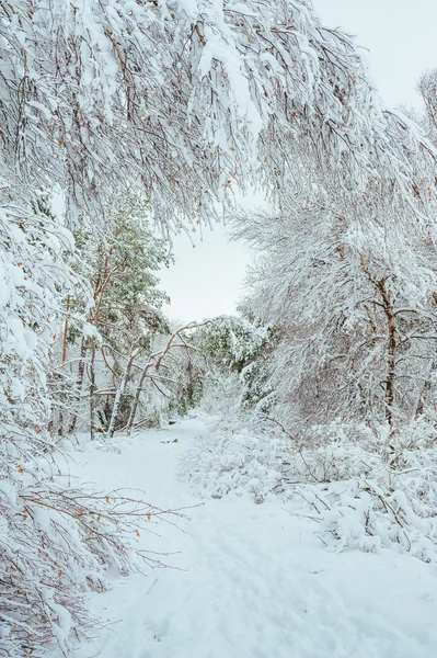 Nieuwe jaar boom in de winter forest. Mooie winterlandschap met sneeuw bedekt bomen. Bomen bedekt met rijm en sneeuw. Mooie winterlandschap in het forest. — Stockfoto