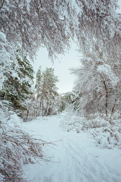 Nový rok v zimním lese strom. Krásná Zimní krajina pod sněhem pokryta stromy. Stromy pokryté jinovatka a sněhu. Krásná Zimní krajina v lese. — Stock fotografie