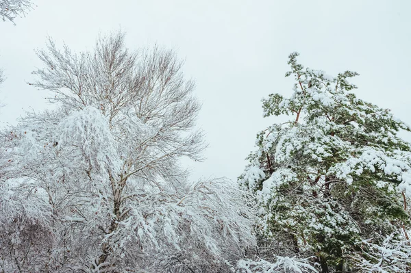 新的一年中冬季森林树。美丽的冬天景观与雪覆盖树木。树木覆盖着霜和雪。在森林里美丽的冬天景观. — 图库照片