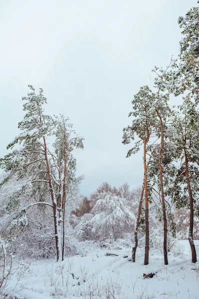 New Year tree in winter forest. Beautiful winter landscape with snow covered trees. Trees covered with hoarfrost and snow. Beautiful winter landscape in the forest.