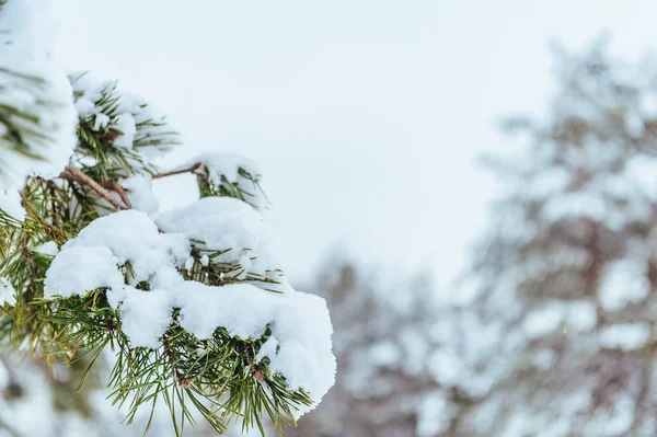 Nya året träd i vinter skog. Vackert vinterlandskap med snö täckt träd. Träd täckt med rimfrost och snö. Vackert vinterlandskap. Snötäckta trädgren. Vinter bakgrund — Stockfoto