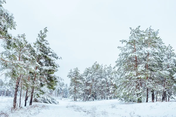 Nowy rok drzewa w lesie, zimą. Piękny zimowy krajobraz ze śniegiem pokryte drzewami. Drzewa pokryte szron i śniegu. Piękny zimowy krajobraz. Pokryte śniegiem drzewo gałąź. Tło zima — Zdjęcie stockowe